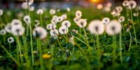 I Tried to Love Dandelions